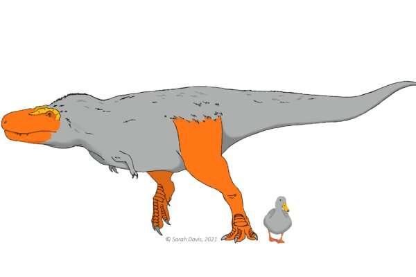 Fytyrat dhe këmbët e dinosaurëve mund të kenë pasur ngjyra të ndryshme