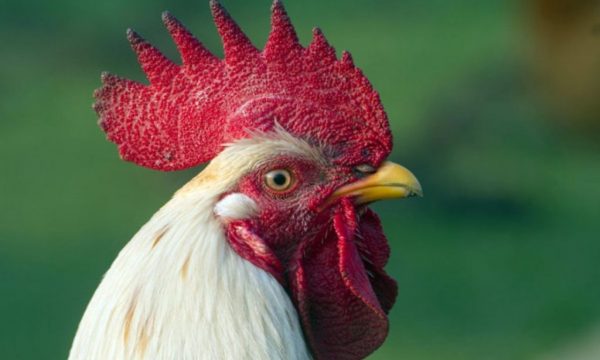 Blenë katër pula dhe një gjel të vjedhur, gjilanasit dënohen me 3 muaj burg