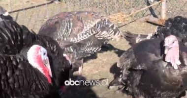 Kukës, gjeli i detit do mungojë në tryezën e ndërrimit të viteve, qytetarët: S’kemi lekë ta blejmë