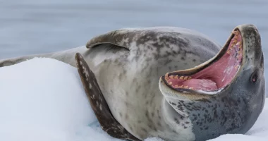 Befasojnë shkencëtarët: Foka leopard ushqehet me peshkaqenë