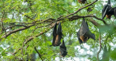 Përveç Covid-19, një tjetër virus po shqetëson Azinë