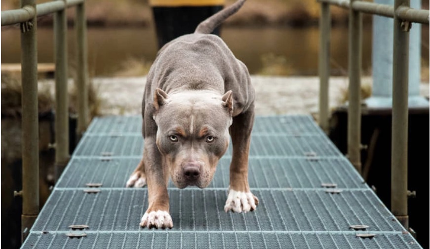 Ndërhyri për të shpëtuar të birin, qeni “PitBull” kafshon për vdekje nënën 35-vjeçare