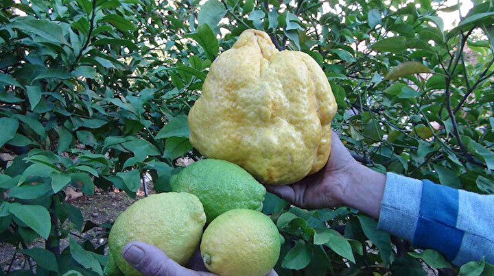 Rritet në Turqi limoni me peshë prej 2.4 kilogramë