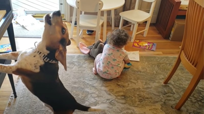VIDEO më e bukur: Ky qen vendosi të këndojë dhe ne nuk mund të mos qeshim