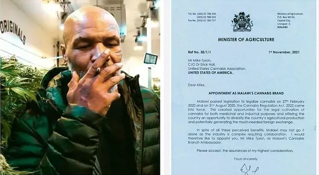 FOTO/ Mike Tyson ambasadori i kanabisit në Malavi