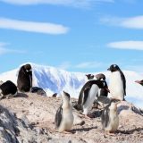 Speciet që po “pushtojnë” ekosistemin e Antarktidës nëpërmjet anijeve