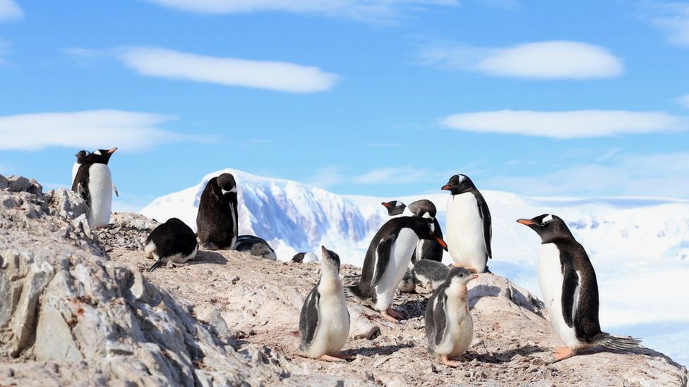 Speciet që po “pushtojnë” ekosistemin e Antarktidës nëpërmjet anijeve