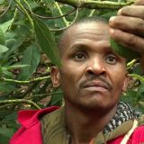 Vigjilentët kenian që mbrojnë fermat e avokados nga bandat kriminale