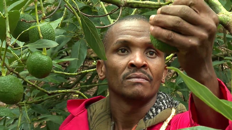 Vigjilentët kenian që mbrojnë fermat e avokados nga bandat kriminale
