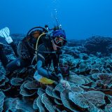 Zbulohet një shkëmb koralor gjigand i pacënuar pranë Tahitit