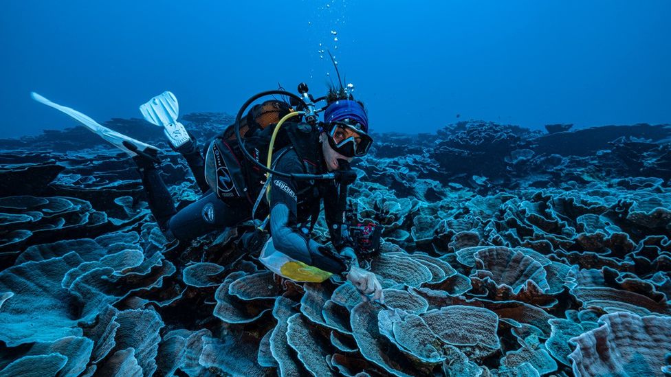 Zbulohet një shkëmb koralor gjigand i pacënuar pranë Tahitit