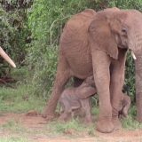 Elefantë të rrallë binjakë lindin në Kenia