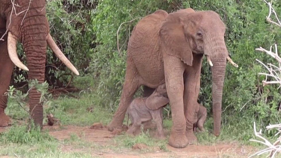 Elefantë të rrallë binjakë lindin në Kenia