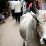 Sulmet vdekjeprurëse të lopëve bëhen çështje në zgjedhjet e shtetit indian