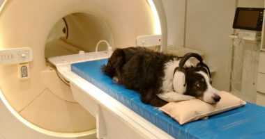 Qentë mund të njohin ndryshimin midis gjuhëve sipas një studimi të fundit