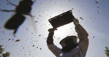 Merimangat Varroa, shqetësimi më i madh për bletët