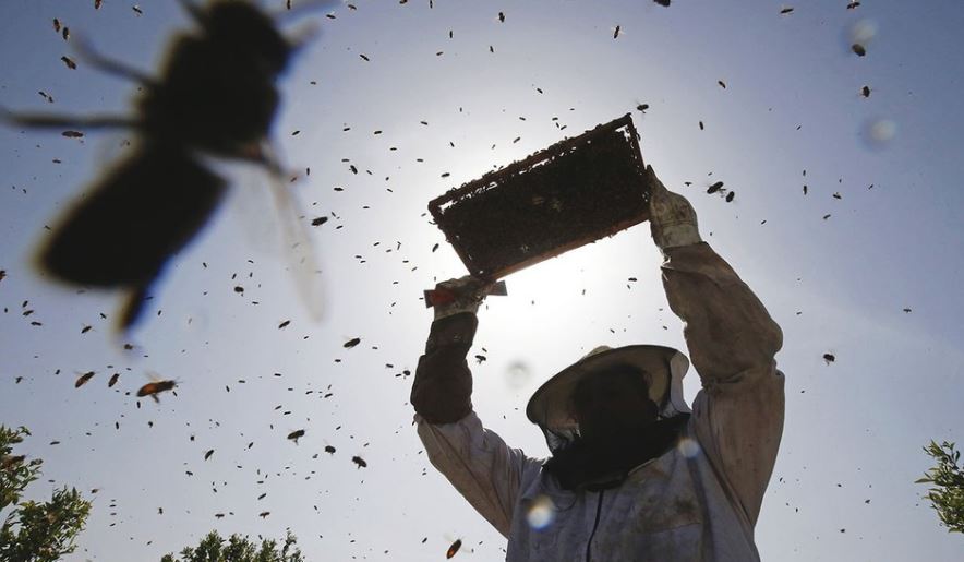 Merimangat Varroa, shqetësimi më i madh për bletët