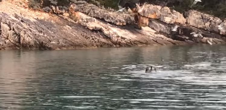 Një ndër gjitarët më të rrallë të rivierës shqiptare, publikohen pamje të fokës mesdhetare në Sazan