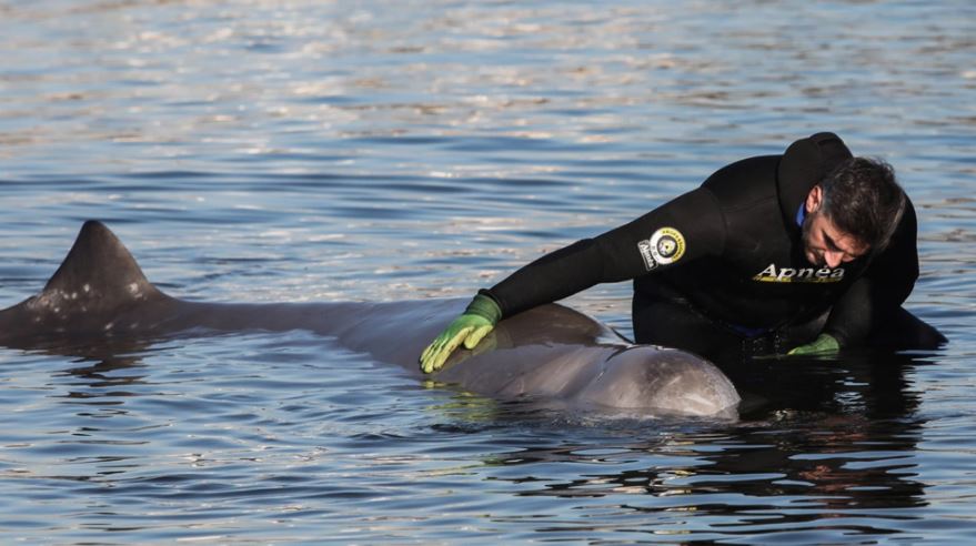 Kërkoi ndihmë në breg për disa ditë, balena kthehet vetë në det të hapur pas trajtimit veterinar