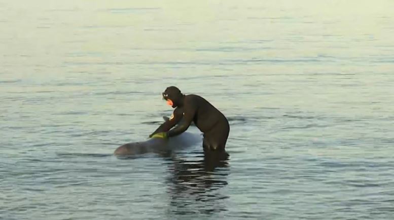 Habiten qytetarët në Greqi, balena del dy herë në breg, biologu: Është plagosur