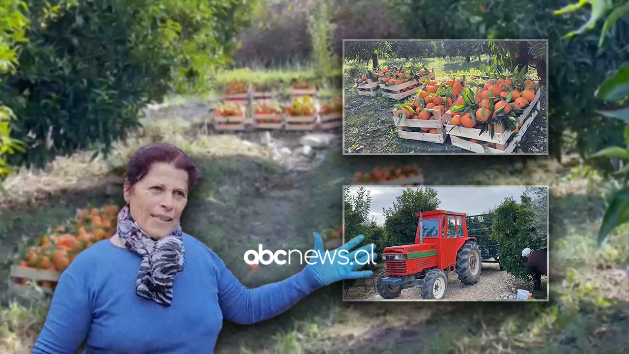 Agimi dhe Violeta lenë Lushnjën dhe punësohen në Xarrë: Çifti vjel mandarina për 2 000 lekë në ditë