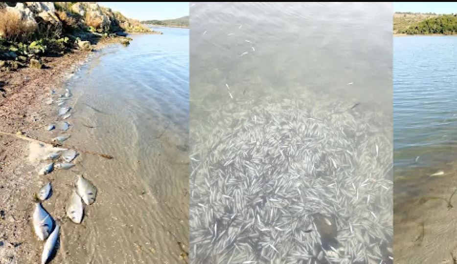 Temperaturat në ujë zbritën nën zero, mbi 370,000 peshq ngordhin në masë
