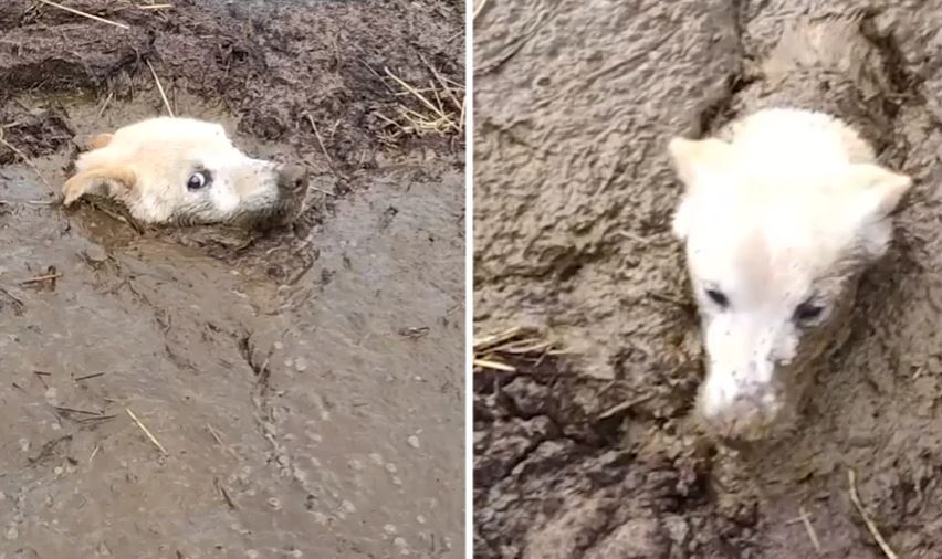 VIDEO/ Kishte ngecur në baltë, momenti kur qeni shpëtohet bëhet virale në rrjet