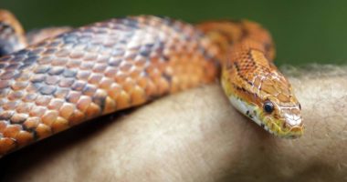 Strehonte rreth 100 gjarpërinj në shtëpi, gjendet i pajetë 49-vjeçari