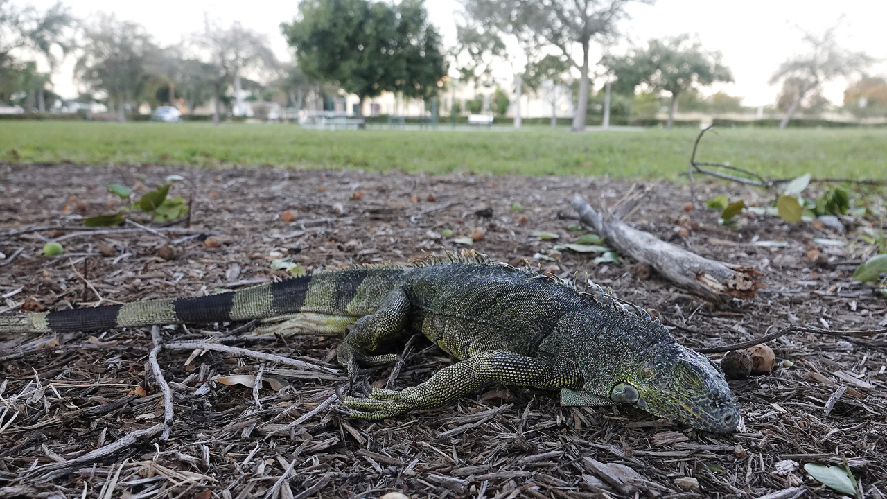 E pazakontë, hardhucat në Florida bien nga pemët, i ftohti kërcënon mbijetesën e tyre