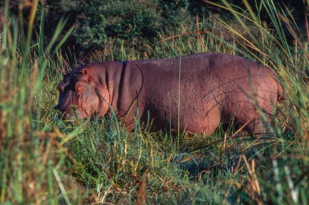 Namibia lëshon paralajmërim për hipopotamët endacak pas shirave të dendur