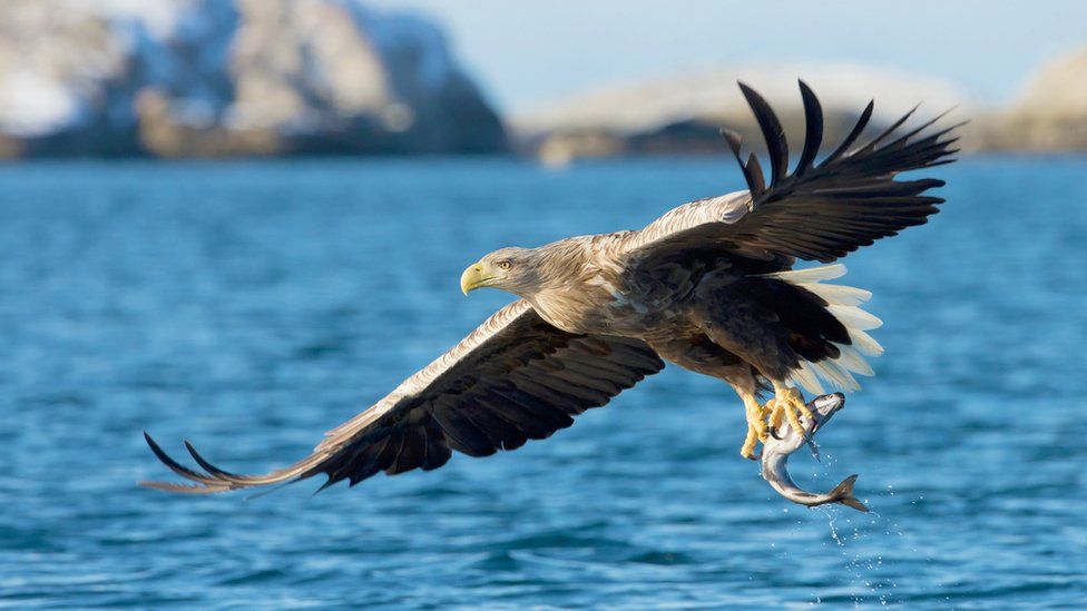 Policia nis hetimet pasi dy shqiponja deti u gjetën të ngordhura në Ishullin Wight