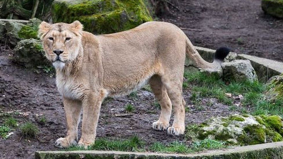 Një luaneshë ka vrarë një kujdestar në një kopsht zoologjik në Iran