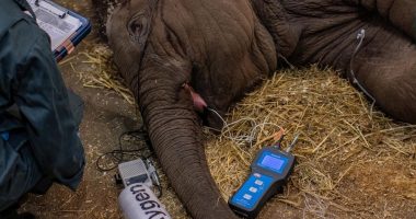 Fillon testimi i vaksinës për virusin që vret elefantët