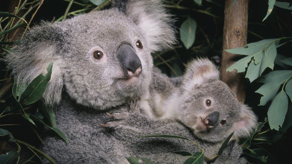 Koalat: Australia liston marsupialët si specie të rrezikuara