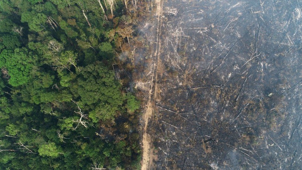Shpyllëzimi i Amazonës: Shkatërrim i lartë rekord i pemëve në janar