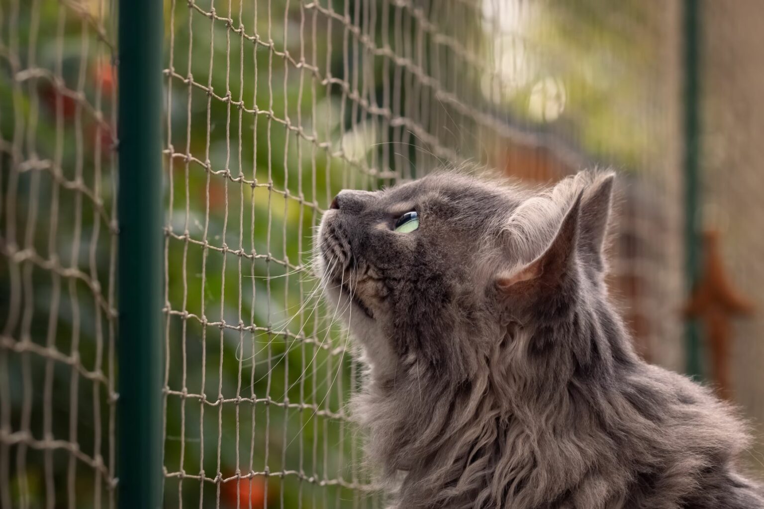 Inatin ndaj vjehrrës e shfryn te macja, çifti rus dënohet pasi torturoi kafshën shtëpiake