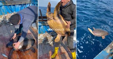 Bie në rrjetë, peshkatarët shpëtojnë breshkën e rrallë