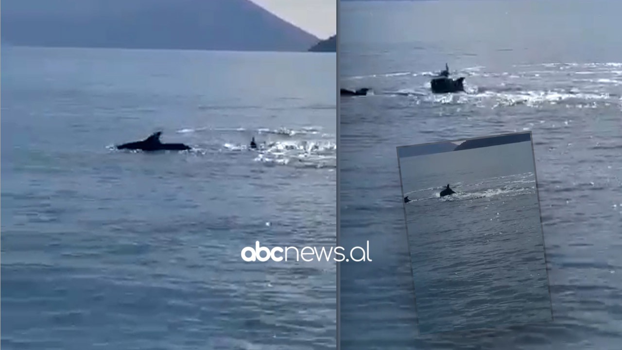 VIDEO/ Delfinët spektakël të pazakontë në brigjet e Karaburunit