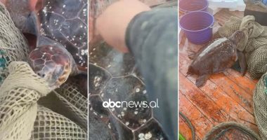 VIDEO-LAJM/ Breshka e rrallë përfundon në rrjetën e peshkatarit në Vlorë