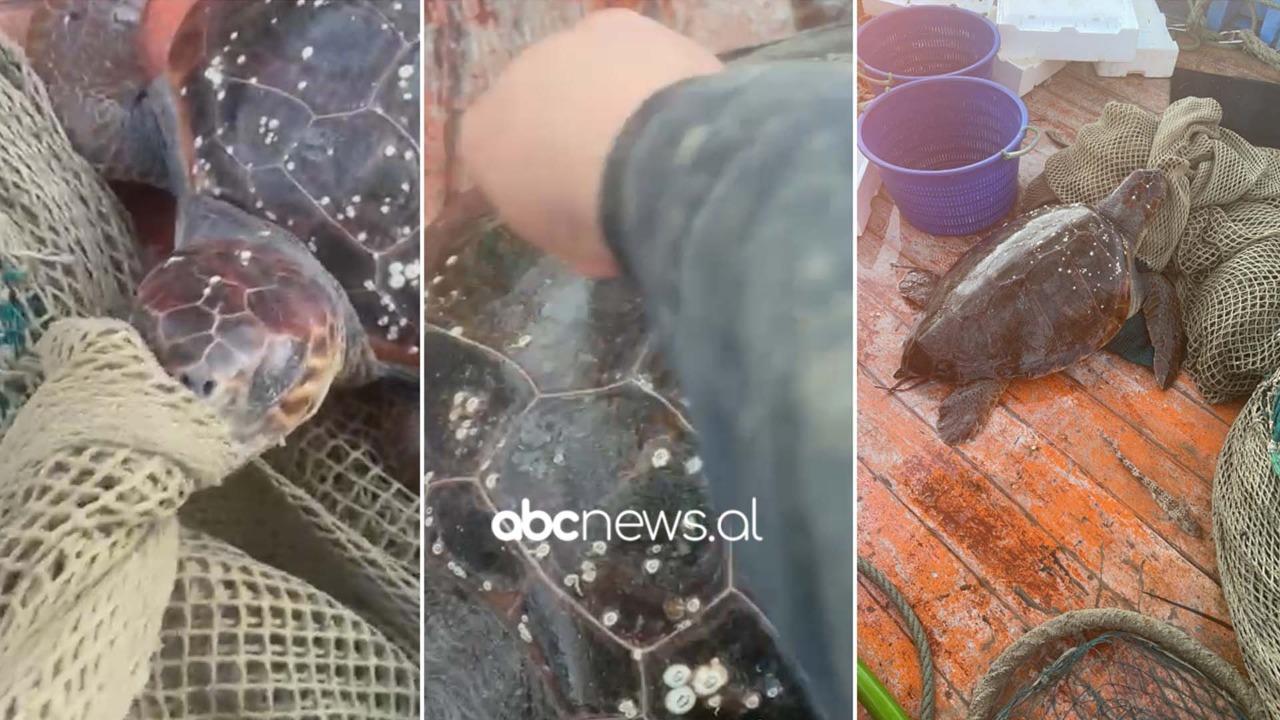 VIDEO-LAJM/ Breshka e rrallë përfundon në rrjetën e peshkatarit në Vlorë