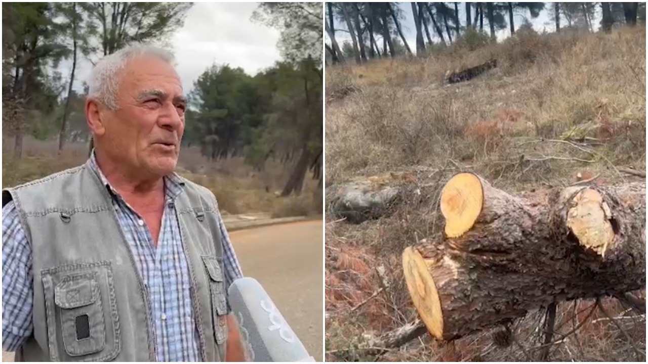 Masakër mjedisore, priten pishat në Krastë të Elbasanit