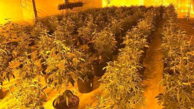 U kapën me 6 “shtëpi bari”, shkatërrohet grupi shqiptar në Spanjë, 10 të arrestuar