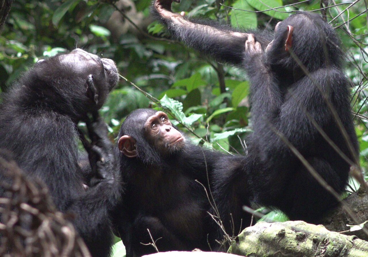Për herë të parë, shimpanzetë kurojnë plagët e njëri-tjetrit