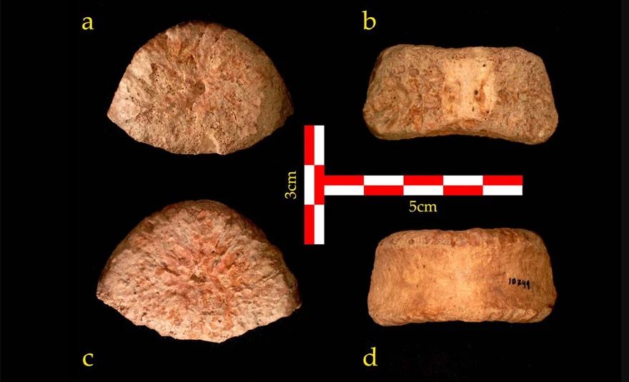 Studiuesit izraelitë kanë zbuluar një kockë njerëzore 1.5 milionë vjeçare