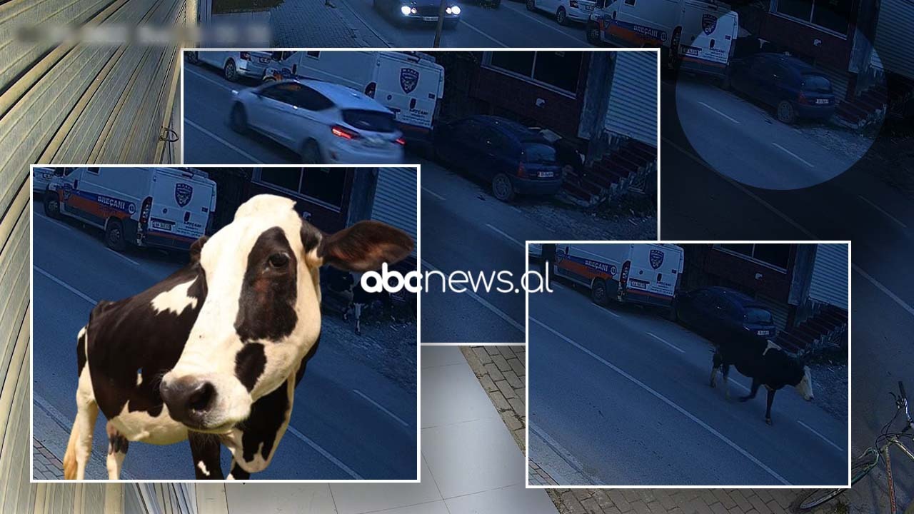 VIDEO/ Dy lopë dëmtojnë makinën në Tiranë, policia nuk i jep “dum” dy javë deri sa hapen kamerat e sigurisë
