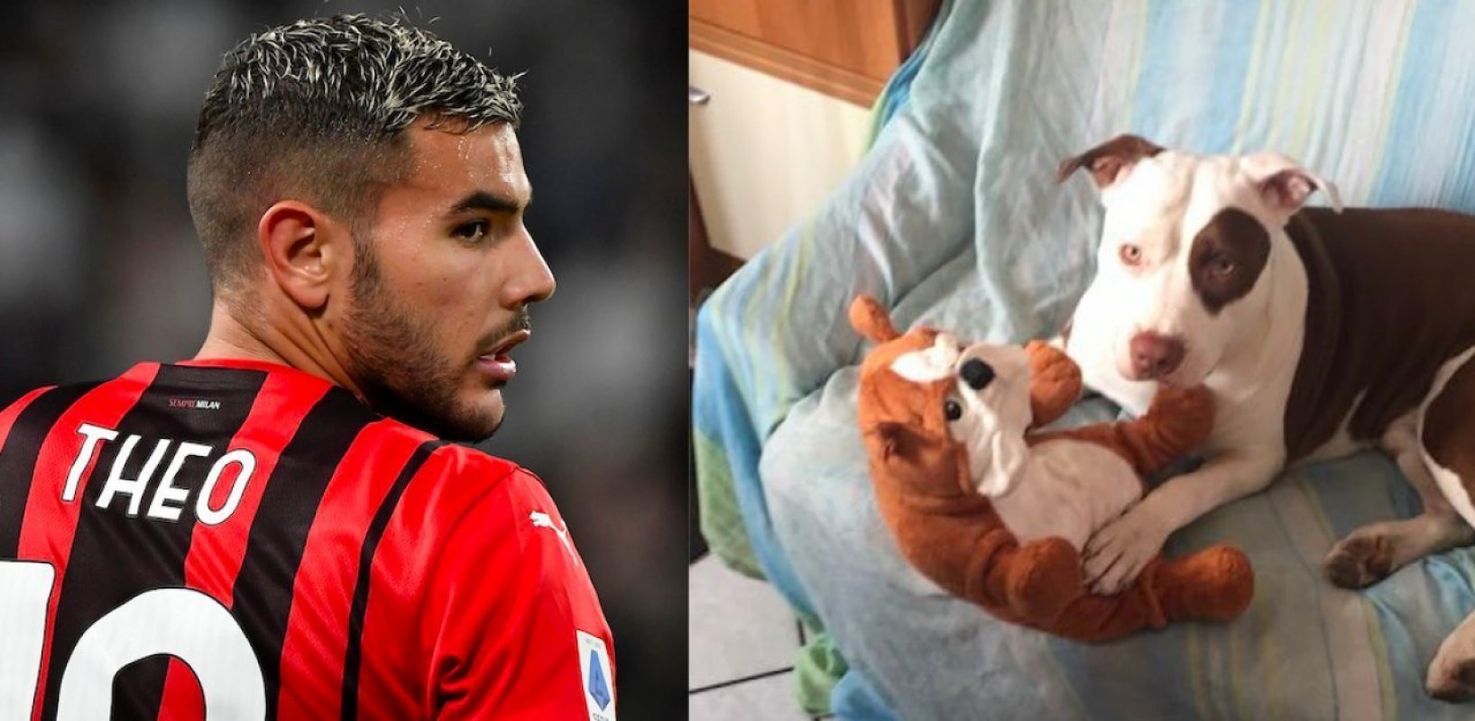 Probleme për Theo Hernandez, pitbulli i tij del nga shtëpia dhe sulmon qenin e një çifti të moshuarish