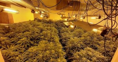 Zbulohet një tjetër “shtëpi bari” në Sarandë/ Dyshohet për të njëjtin grup kriminal