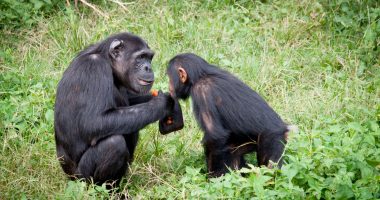 Shimpanzetë aplikojnë “ilaç” për plagët e njëri-tjetrit në një shfaqje të mundshme të ndjeshmërisë