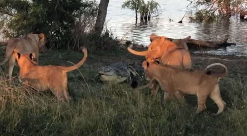 Beteja e frikshme e një krokodili me 5 luanë