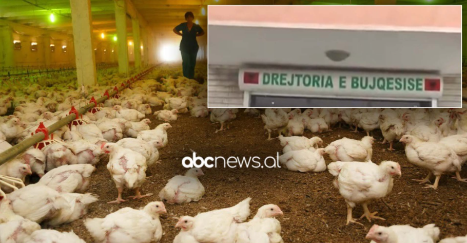 Bird flu outbreak suspected in Durres as 500.000 chickens die